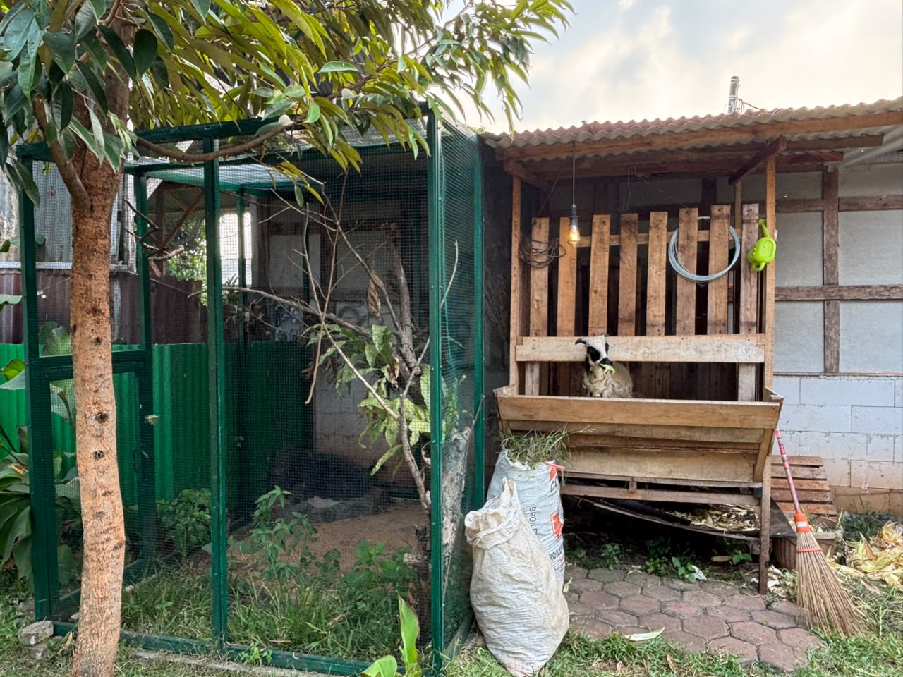 Kambing dan Burung yang dapat digunakan untuk interaksi bersama Anak